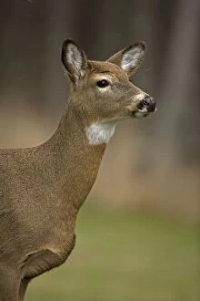 Images Dated 27th December 2006: White-tailed Deer (Odocoileus virginianus) - New York - Doe - Found over much of the U. S