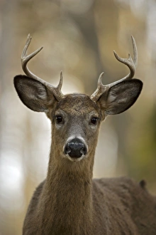 Images Dated 3rd January 2007: White-tailed Deer (Odocoileus virginianus) - New York - Young buck - Found over much of
