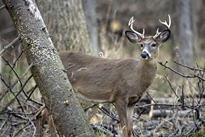 Images Dated 3rd January 2007: White-tailed Deer (Odocoileus virginianus) - New York - Young buck - Found over much of
