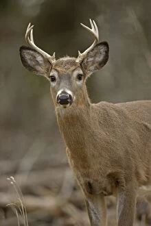 Images Dated 3rd January 2007: White-tailed Deer (Odocoileus virginianus) - New York - Young buck - Found over much of