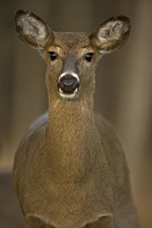 Images Dated 20th December 2006: White-tailed Deer (Odocoileus virginianus) - New York - Doe - Found over much of the U.S.-southern