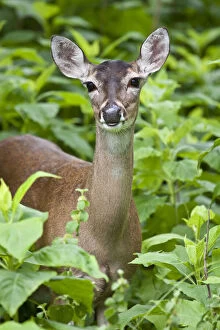 Images Dated 7th May 2013: White-tailed Deer (Odocoileus virginianus)
