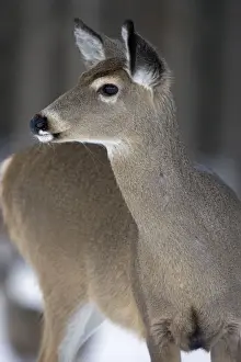 White-tailed Deer (Odocoileus virginianus) - New York - Doe - In snow - Found over much of the U. S. -southern Canada and Mexico and introduced elsewhere in the world - Lives in forests-swamps