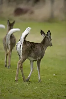 White-tailed Deer (Odocoileus virginianus) - New York - Doe - Found over much of the U. S. -southern Canada and Mexico and introduced elsewhere in the world - Lives in forests-swamps