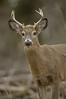 White-tailed Deer (Odocoileus virginianus) - New York - Young buck - Found over much of the U. S. -southern Canada and Mexico and introduced elsewhere in the world - Lives in forests-swamps