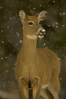 White-tailed Deer - In snow. New York - Doe - Found over much of the U. S. -southern Canada and Mexico and introduced elsewhere in the world - Lives in forests-swamps and open brushy areas nearby - A browser-eats twigs-shrubs-fungi-acorns