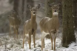 White-tailed Deer - In snow - New York - Doe - Found over much of the U. S. -southern Canada and Mexico and introduced elsewhere in the world - Lives in forests-swamps and open brushy areas nearby - A browser-eats twigs-shrubs-fungi-acorns