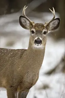White-tailed Deer - In snow - New York - Young buck - Found over much of the U. S. -southern Canada and Mexico and introduced elsewhere in the world - Lives in forests-swamps and open brushy areas nearby - A browser-eats twigs-shrubs-fungi-acorns
