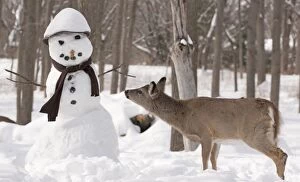 White-tailed Deer with snowman