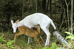 Images Dated 7th February 2011: White-tailed Deer TOM 596 Albino doe nursing normal colored fawns - Michigan, N. A. July