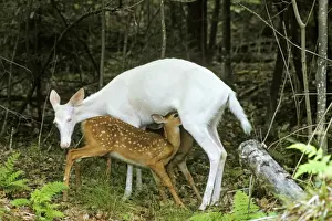 Suckling Prints: White-tailed Deer TOM 596 Albino doe nursing normal colored fawns - Michigan