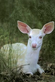 Images Dated 7th February 2011: White-tailed Deer TOM 598 Young albino fawn - Michigan. USA Odocoileus virginianus © Tom & Pat
