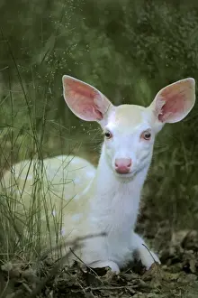 Disease Prints: White-tailed Deer TOM 598 Young albino fawn - Michigan
