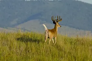 Hooves Prints: White-tailed Deer - in velvet - Summer - Montana - Western U. S. _E7B1386