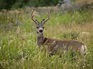 Whitetail Prints: White-tailed Deer - Waterton Lakes NP - Canada