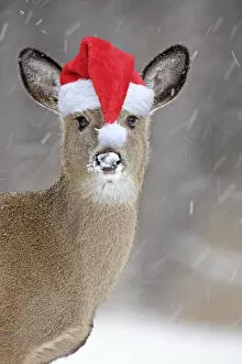 White-tailed Deer wearing Christmas hat in winter snow White-tailed Deer wearing Christmas hat in winter snow Date