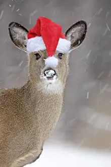 Humour Prints: White-tailed Deer wearing Christmas hat in winter snow