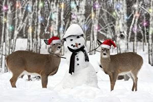 White-tailed Deer wearing Christmas hats with snowman in forest