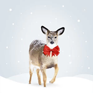 Bows Gallery: White-tailed Deer, wearing red Christmas bow