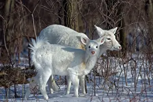 Deer Prints: White-tailed Deer (White Color Phase) (Odocoileus virginianus)