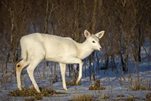 White-tailed Deer (White Color Phase) (Odocoileus virginianus) - New York - Doe - A rare color phase resulting from double recessive white genes which occurs rarely naturally - These white individuals occur in unusually high proportion on a former