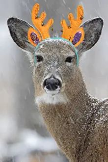 White Tailed Prints: White-tailed Deer / Whitetail, wearing antler headband in snow