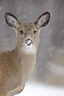 Images Dated 27th December 2010: White-tailed Deer - in winter snow - New York - USA