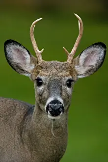 White-tailed Deer - Young buck - In late summer - Found over much of the U. S. -southern Canada and Mexico and introduced elsewhere in the world - Lives in forests-swamps and open brushy areas nearby - A browser-eats twigs-shrubs-fungi-acorns