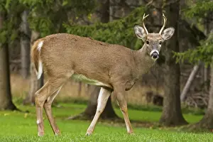 White-tailed Deer - Young buck - In late summer - Found over much of the U. S. -southern Canada and Mexico and introduced elsewhere in the world - Lives in forests-swamps and open brushy areas nearby - A browser-eats twigs-shrubs-fungi-acorns