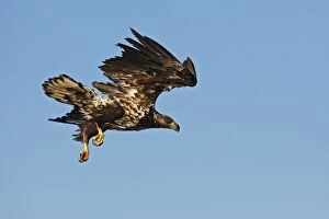 Images Dated 24th July 2008: WHITE TAILED EAGLE