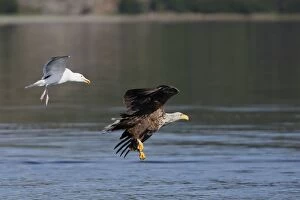 Images Dated 26th July 2008: WHITE TAILED EAGLE