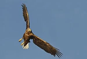 Images Dated 27th July 2008: WHITE TAILED EAGLE
