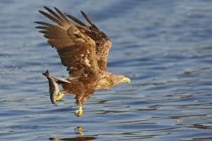 Images Dated 27th July 2008: WHITE TAILED EAGLE
