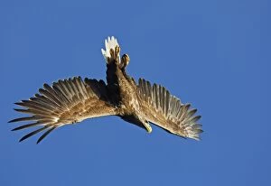 Images Dated 28th July 2008: WHITE TAILED EAGLE