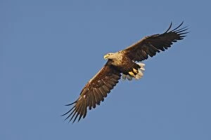 Images Dated 25th July 2008: WHITE TAILED EAGLE