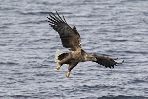 White-Tailed Eagle - adult in flight - Norway