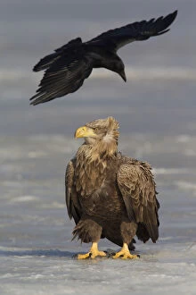 Crow Gallery: White-Tailed Eagle - adult sitting on ice - Germany