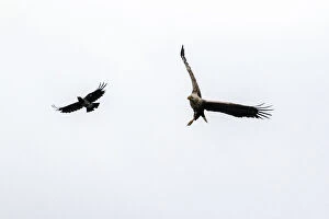 Accipitridae Gallery: White-tailed Eagle - attacked by Hooded Crow - Scotland