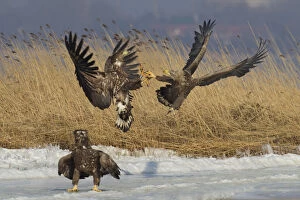 White-Tailed Eagle - eagles fighting - Germany