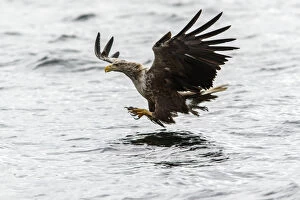 Accipitridae Gallery: White-Tailed Eagle - fishing - Isle of Mull, Scotland