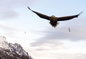 Albicilla Gallery: White-tailed Eagle in flight