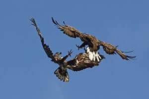 White-tailed Eagle - in flight fight between immature and adult