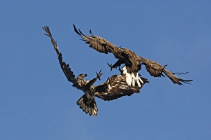 White-tailed Eagle - in flight fight between immature and adult White-tailed Eagle - in flight fight between immature and adult