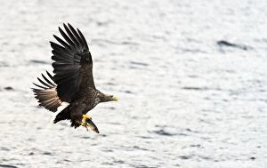 White-tailed Eagle in flight with fish prey