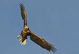 White-tailed Eagle - in flight - Flatanger - Norway