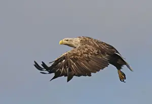 White-tailed Eagle - in flight - Flatanger - Norway