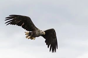 White-Tailed Eagle - in flight - Isle of Mull, Scotland