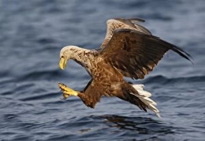 White-tailed Eagle - in flight landing in water to catch prey