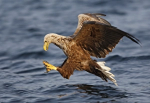 White-tailed Eagle - in flight landing in water to catch prey White-tailed Eagle - in flight landing in water to catch prey