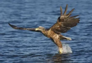 White-tailed Eagle - in flight landing in water to catch prey - Flatanger - Norway